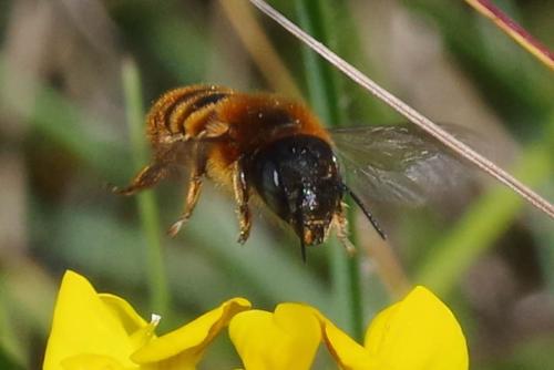 Réf. 300 378 : Osmia aurulenta